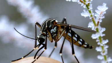 Mosquitoes Invade the Cold: How Warming Climates Are Redrawing Disease Maps 6 Mosquitoes Invade the Cold: How Warming Climates Are Redrawing Disease Maps