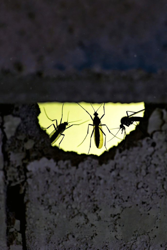 Mosquitoes Invade the Cold: How Warming Climates Are Redrawing Disease Maps 4 image 3