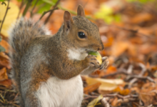 Annual Market Rasen nature day secures much needed National Lottery funding