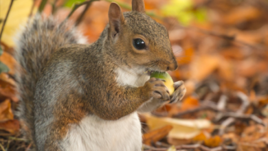 Annual Market Rasen nature day secures much needed National Lottery funding