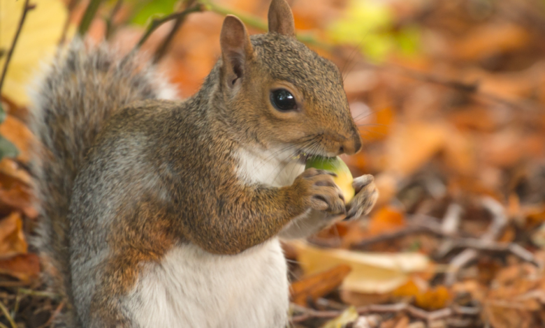 Annual Market Rasen nature day secures much needed National Lottery funding