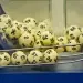 Florida Lottery Announces Winning Numbers for May 11 Draw Games