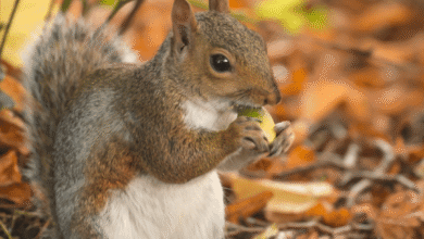 Annual Market Rasen nature day secures much needed National Lottery funding