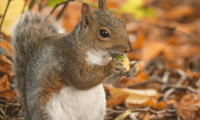 Annual Market Rasen nature day secures much needed National Lottery funding