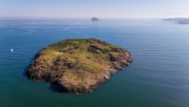 How our funding is saving the UK’s seabird sanctuaries