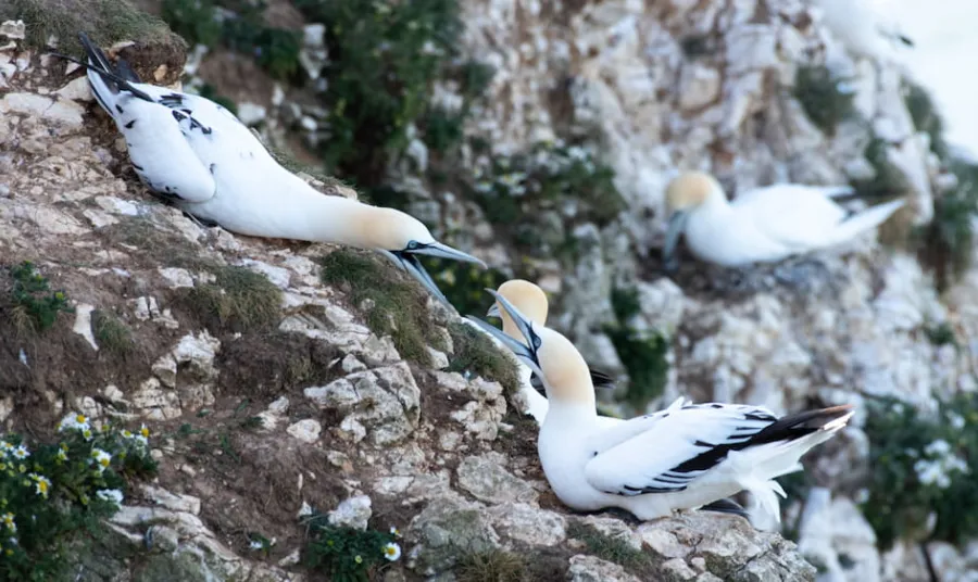 two gannets on a cliff