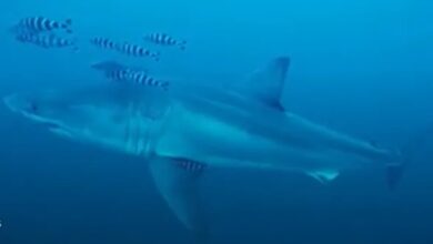 Adult great white shark filmed in the Mediterranean Sea for the first time: “You’re more likely to win the lotto jackpot”