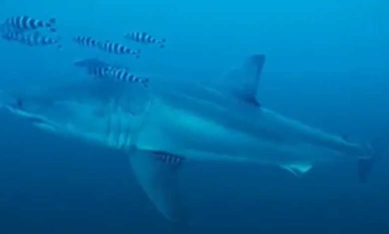 Adult great white shark filmed in the Mediterranean Sea for the first time: “You’re more likely to win the lotto jackpot”