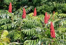 Stay Safe Outdoors: Identify Poison Ivy, Oak, And Sumac In Upstate New York