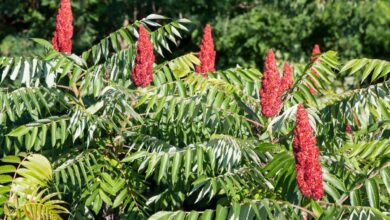 Stay Safe Outdoors: Identify Poison Ivy, Oak, And Sumac In Upstate New York