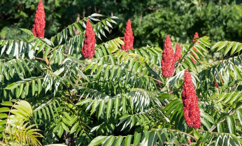 Stay Safe Outdoors: Identify Poison Ivy, Oak, And Sumac In Upstate New York