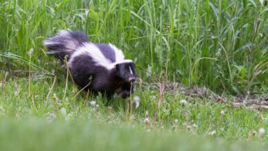 Rabies Threat In Upstate New York Highlighted By Recent Skunk Attack On Local Resident