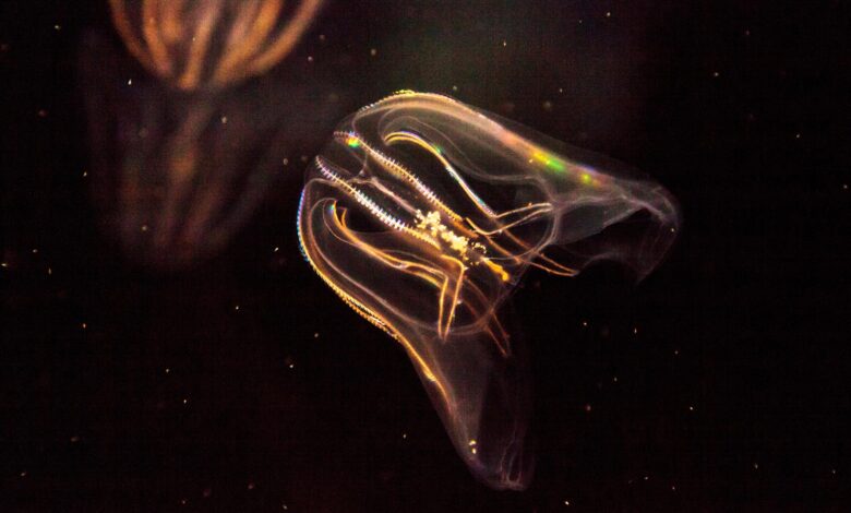 Comb Jellyfish Phylum Ctenophore