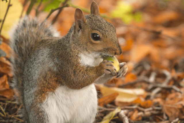Lottery funding has secured the nature days at Market Rasen. Photo: WLDC