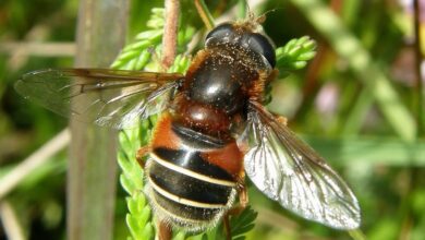 Dartmoor’s rarest bugs get lottery lifeline in bid to halt decline