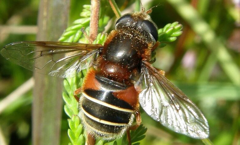 Dartmoor’s rarest bugs get lottery lifeline in bid to halt decline