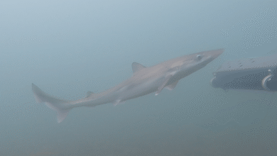 Funding boost for Welsh shark project