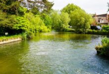 Hundreds of schoolchildren in Hampshire to discover rare chalk stream