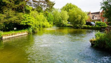 Hundreds of schoolchildren in Hampshire to discover rare chalk stream