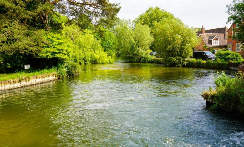 Hundreds of schoolchildren in Hampshire to discover rare chalk stream