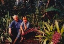 In the 1970s, Pulitzer Prize-winning poet W.S. Merwin and his wife Paula bought a barren piece of land in Hawaii; planting one sapling at a time, they transformed the wasteland into a 19-acre forest with more than 3,000 palms